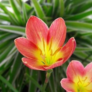 Hybrid Rain Lily ‘Crimson Sunset’