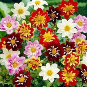 Dahlia variabilis ‘dandy improved mixed’