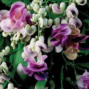 corkscrew vine