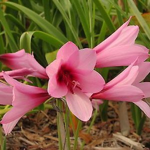Hybrid Rain Lily ‘Jumbo Purple’
