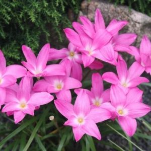 Hybrid Rain Lily ‘Heart Throb’