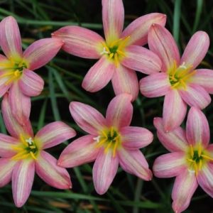 Hybrid Rain Lily ‘Rose Perfection’