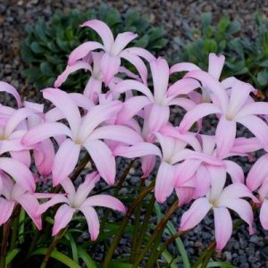 Hybrid Rain Lily ‘Star Spangling’
