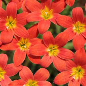 pride of singapore rain lily
