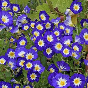 Convolvulus tricolor blue ensign