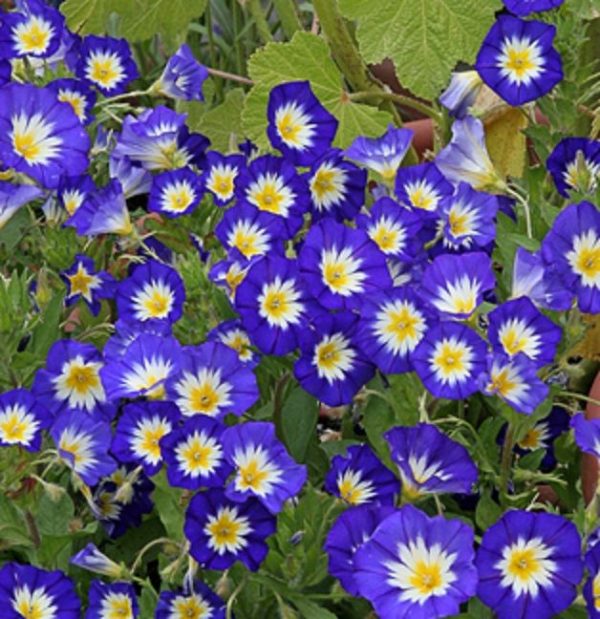 Convolvulus tricolor blue ensign