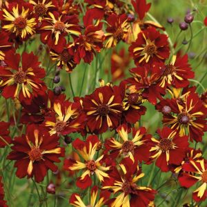 coreopsis tinctoria seeds