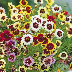 Coreopsis ‘Incredible Dwarf Mix' seeds
