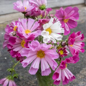 Cosmos seashells mix