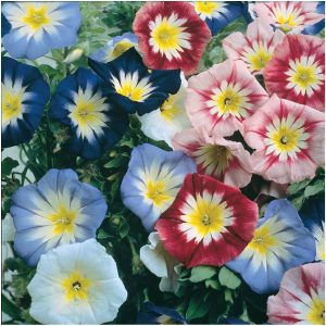 Dwarf morning glory ‘ensign' mix