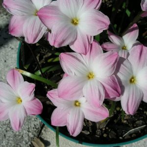 lily pies rain lily