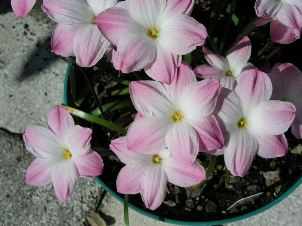 lily pies rain lily