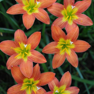 Hybrid Rain Lily ‘Rustic Rays’