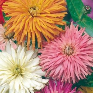 zinnia cactus mix seeds