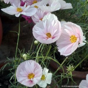 cosmos cupcake