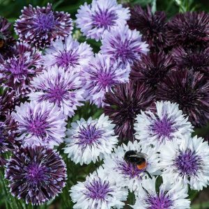 cornflower classic magic