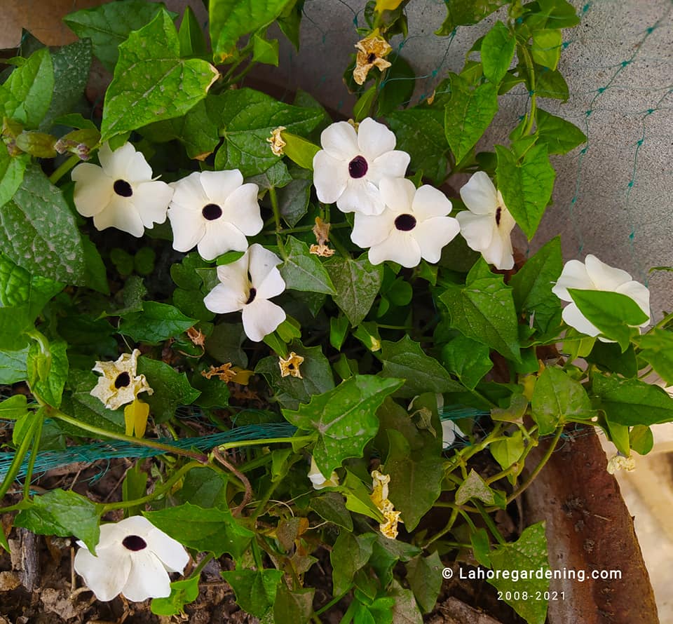 thunbergia white susie