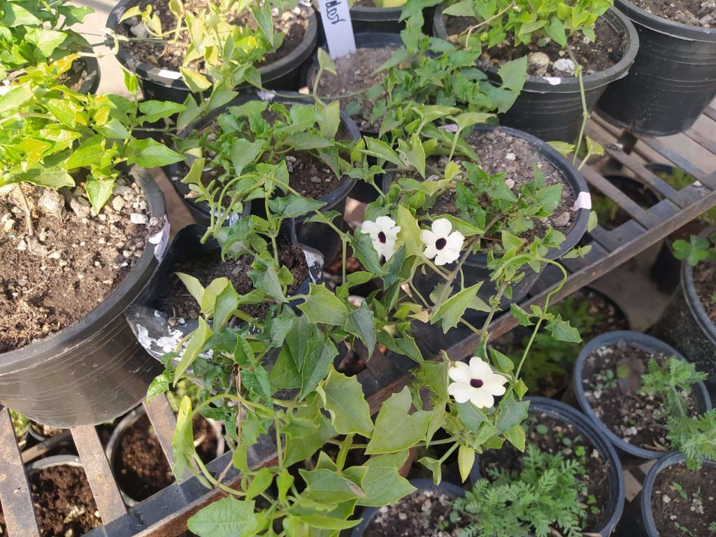 thunbergia white susie