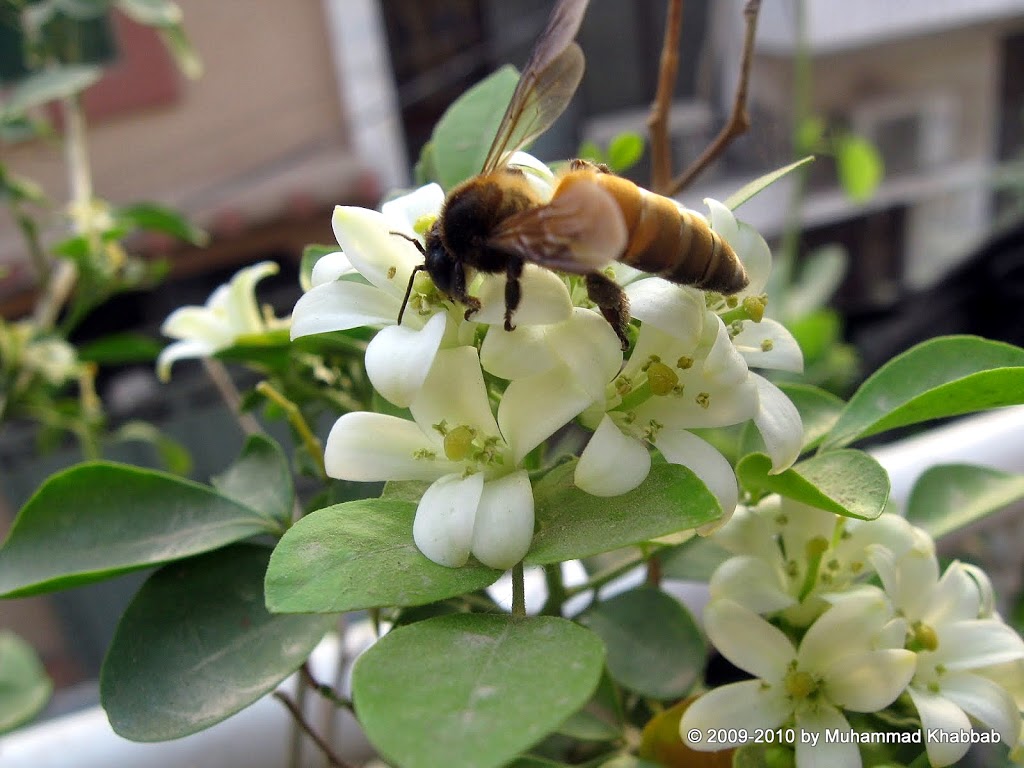 Murraya paniculata