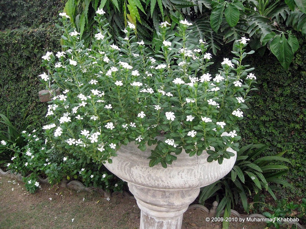 Chandni plant store