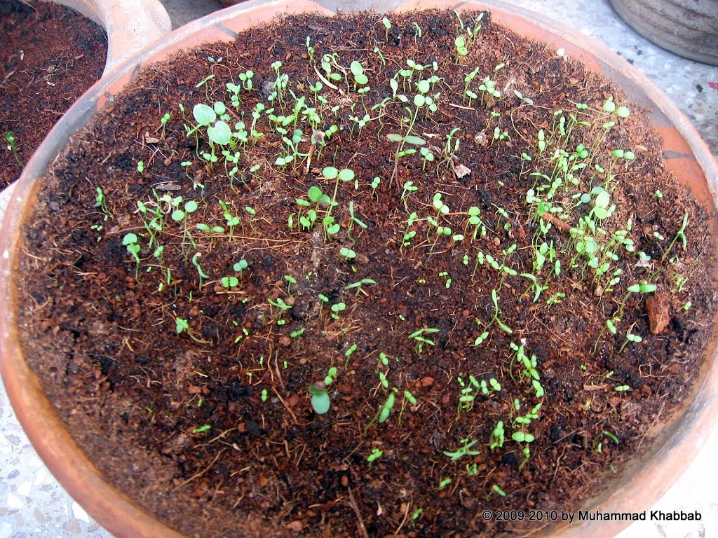 seedling warm climate