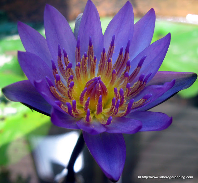 tropical waterlily