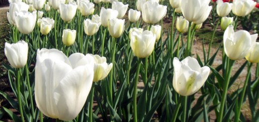 tulip flower show