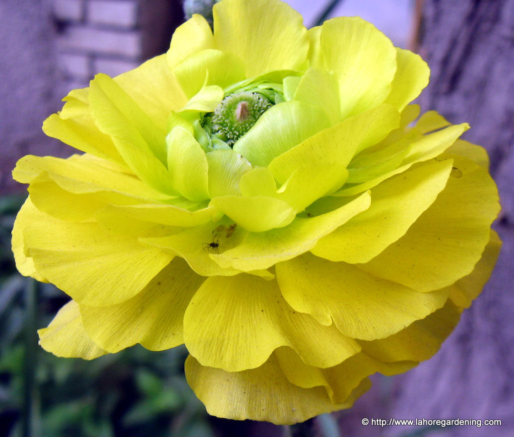 buttercup flower