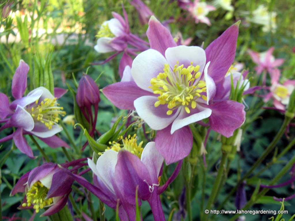 aquilegia