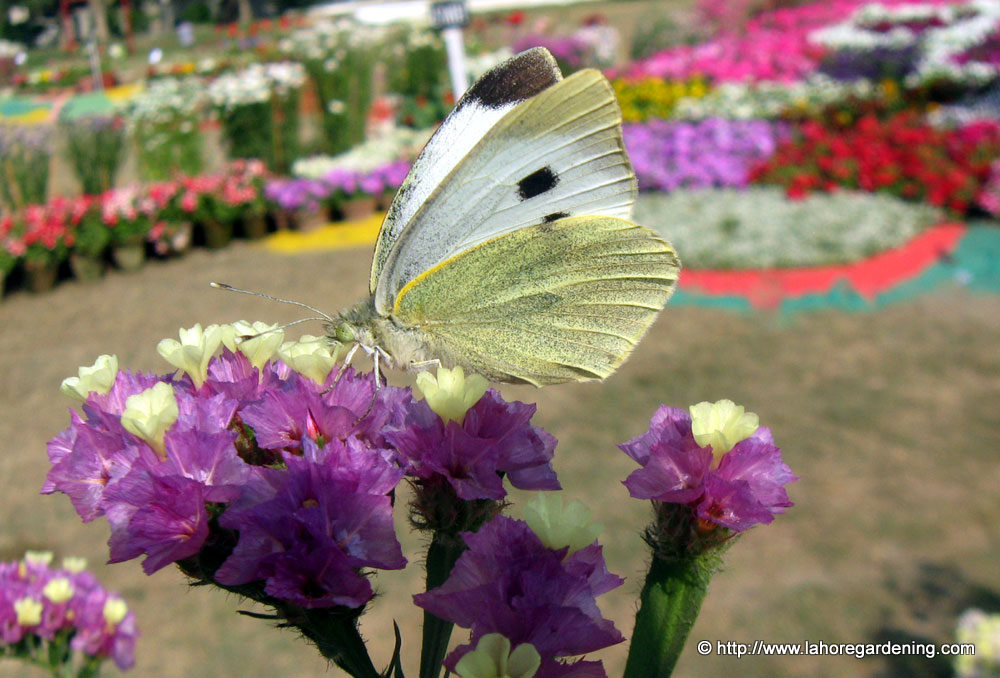 butterfly on paper flower