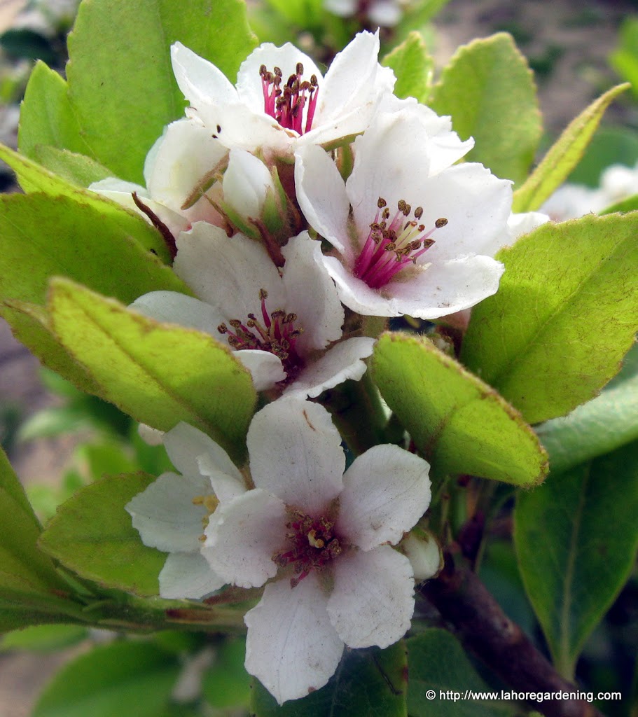 gardenia coronaria