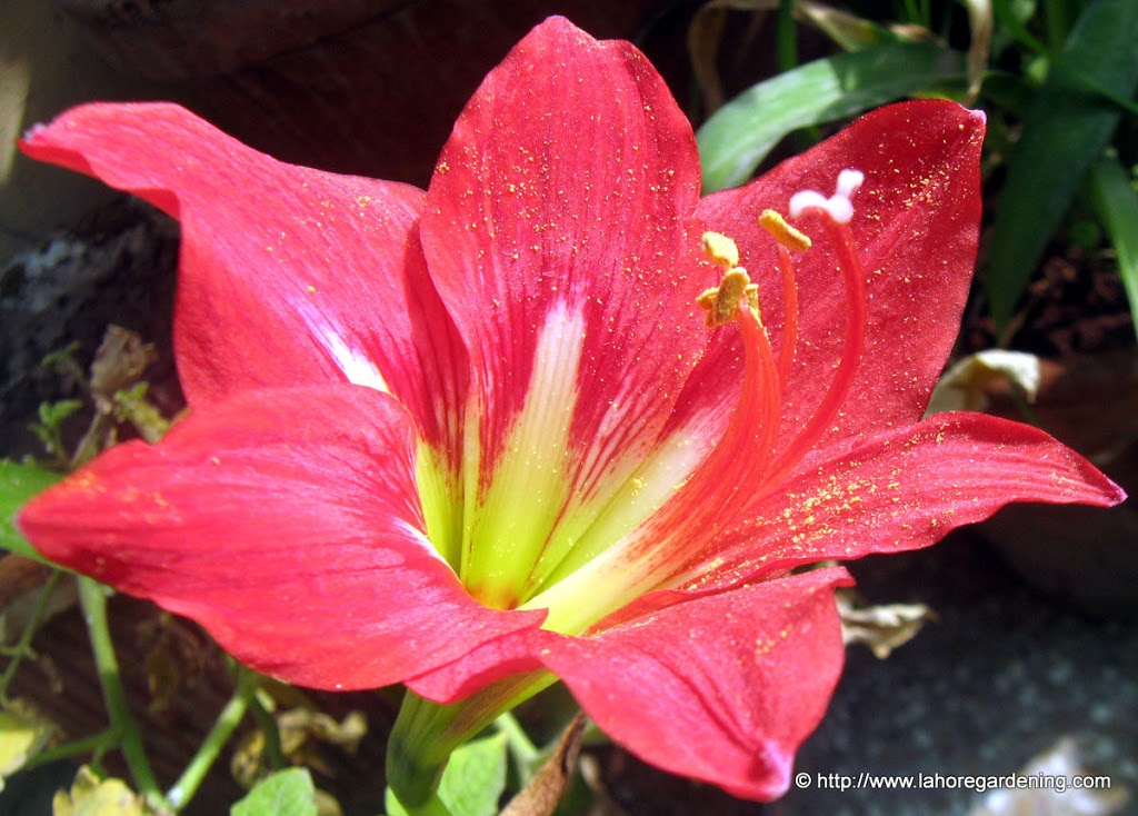 Hippeastrum