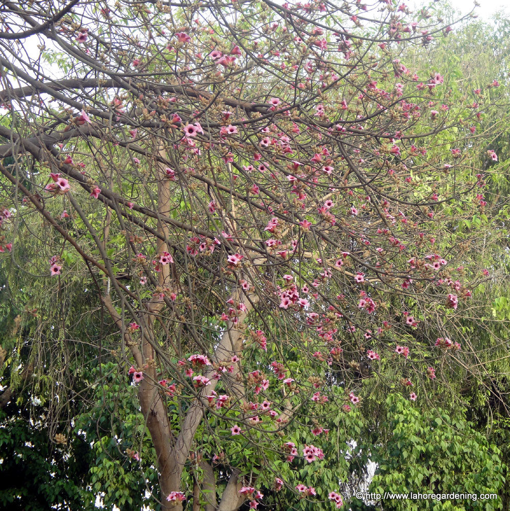 brachychiton diversifolius blooming in lawrence garden lahore