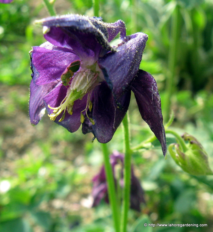 columbine