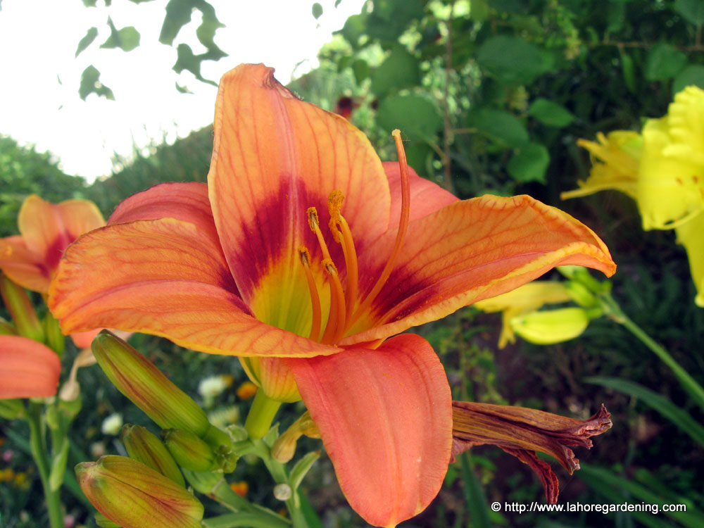 daylily in bhurban