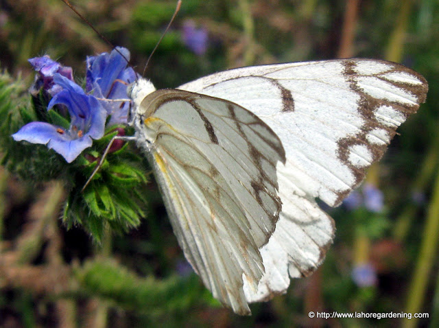 Pioneer white butterfly in lahore