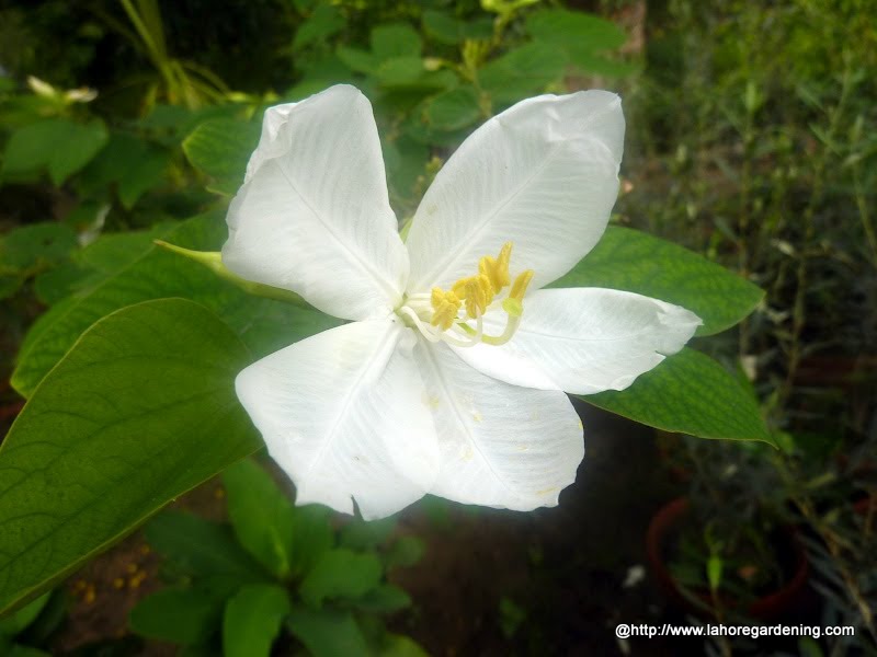 dwarf white bauhinia Bauhinia acuminata