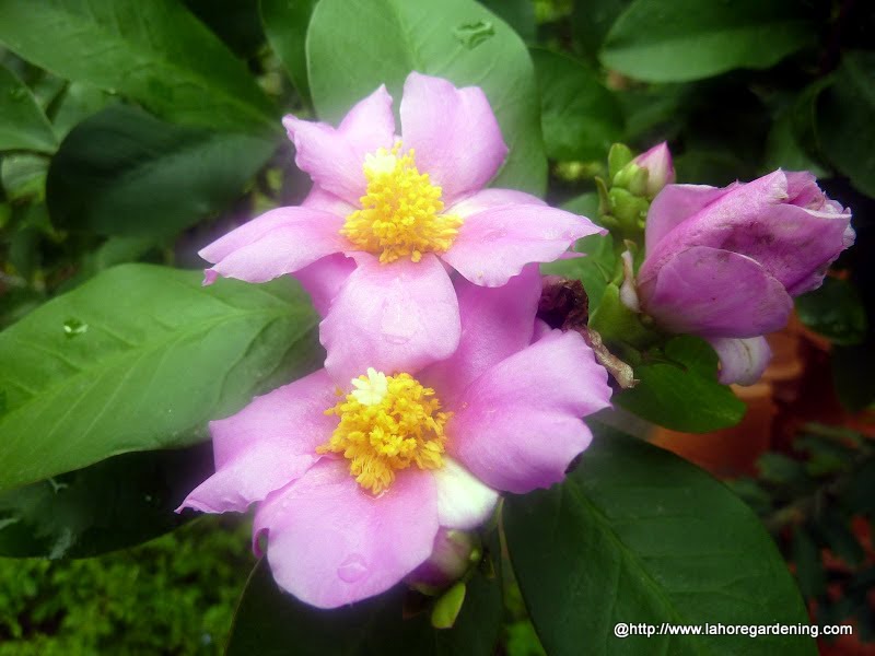 rose cactus Pereskia grandifolia