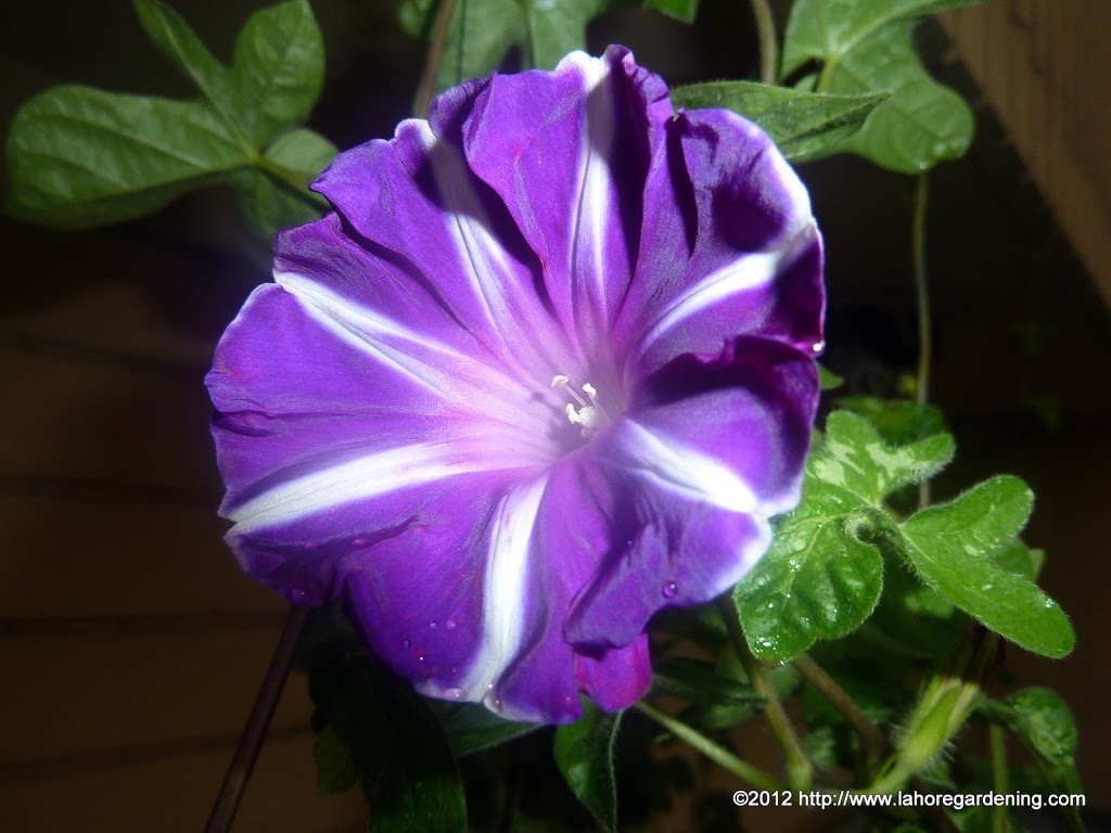 morning glory FUJI NO SORA