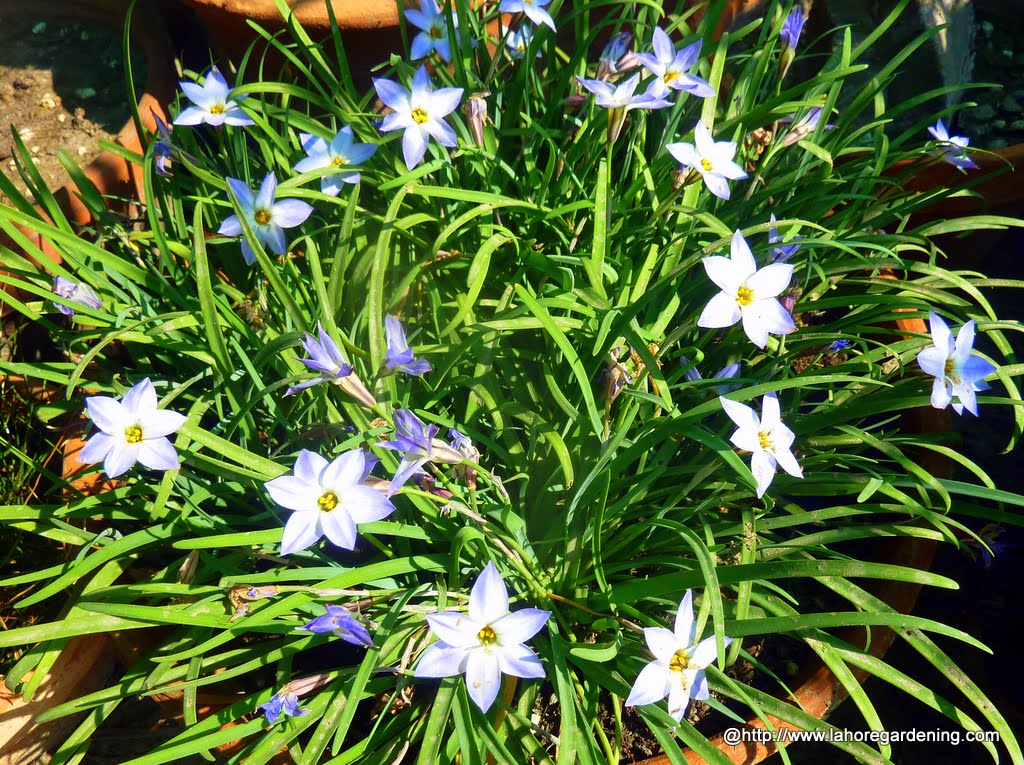 Ipheion uniflorum