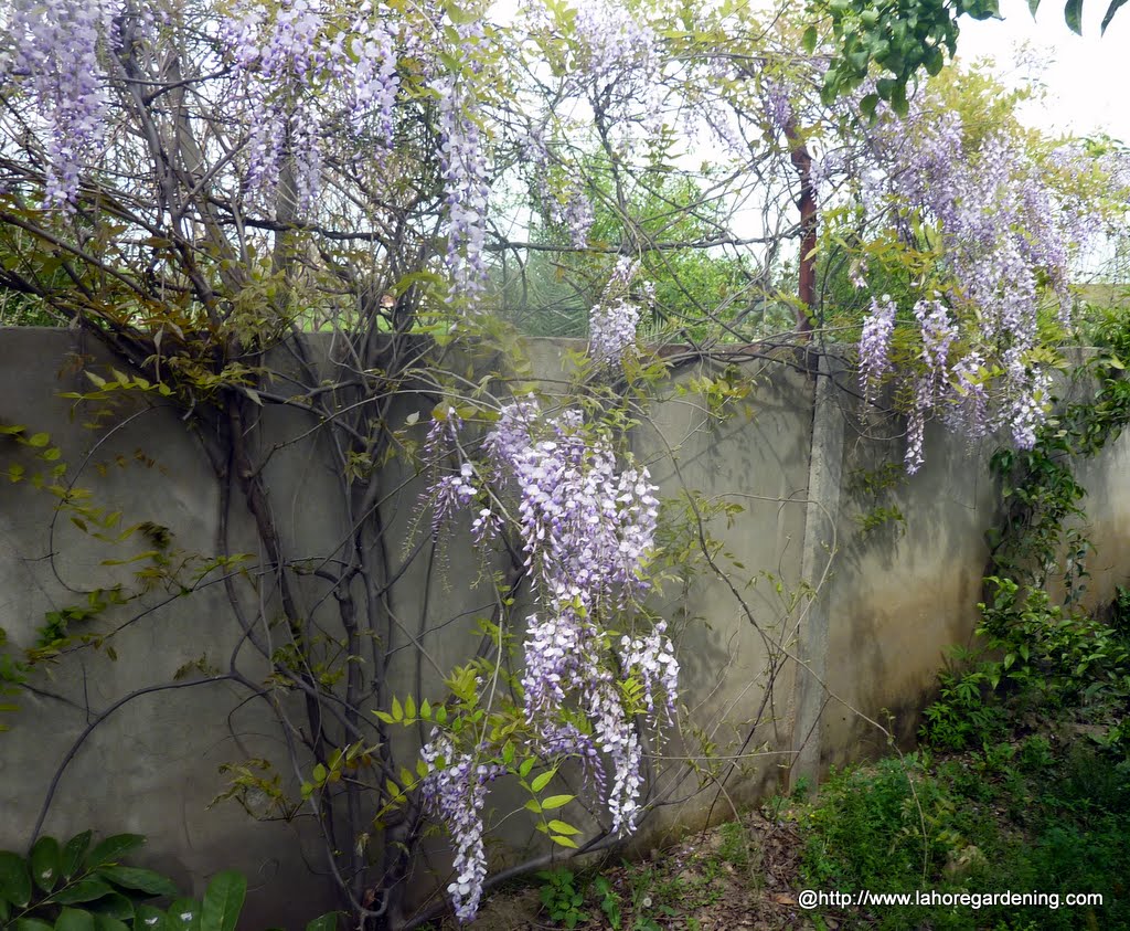 wisteria climber