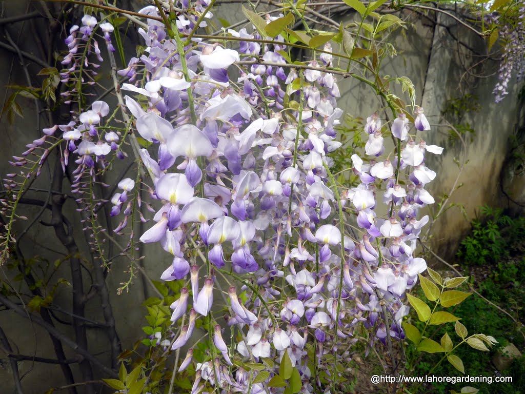 wisteria floribunda