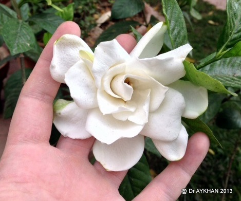 gardenia Aimee Yoshioka