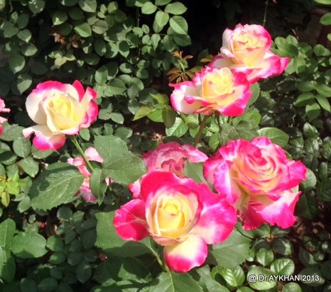 double delight rose