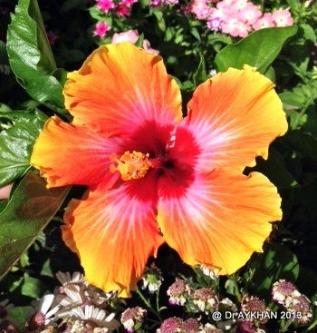 hibiscus cosmic dancer