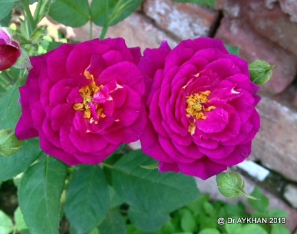 ebb tide rose