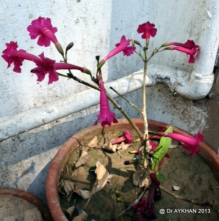 Tabebuia haemantha