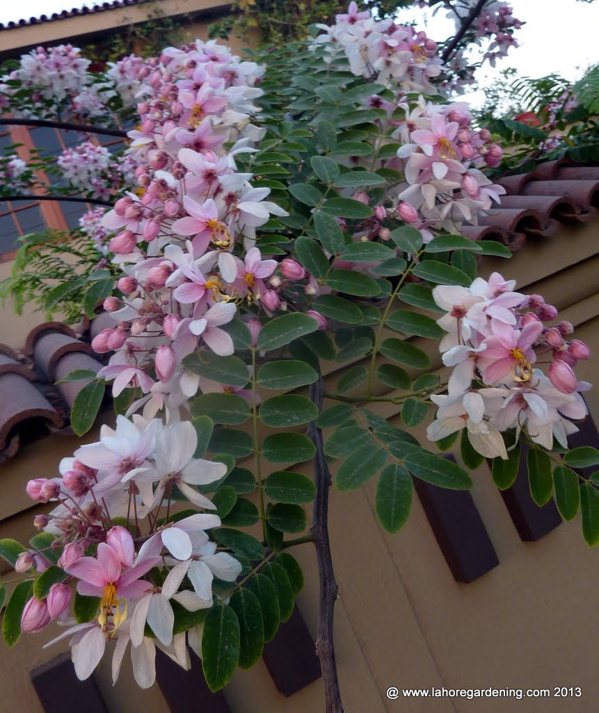 cassia nodosa