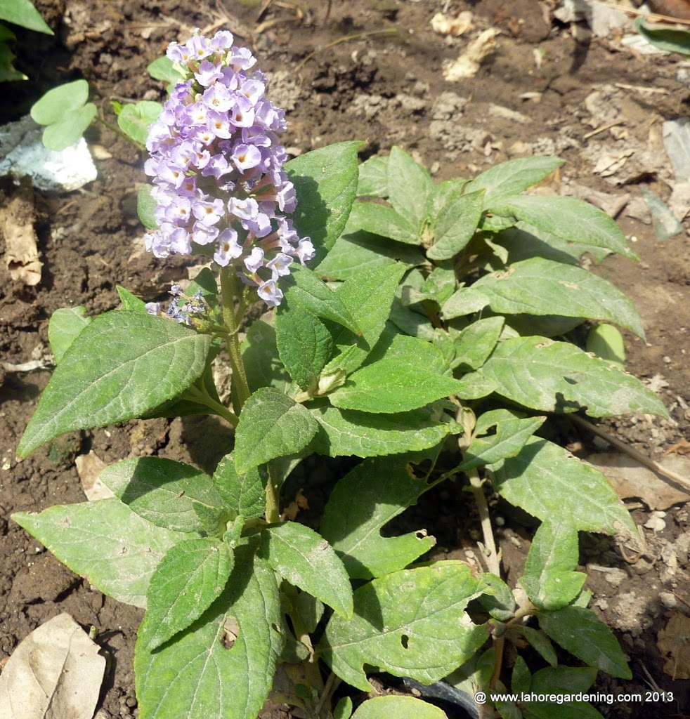 Buddleia blue dwarf