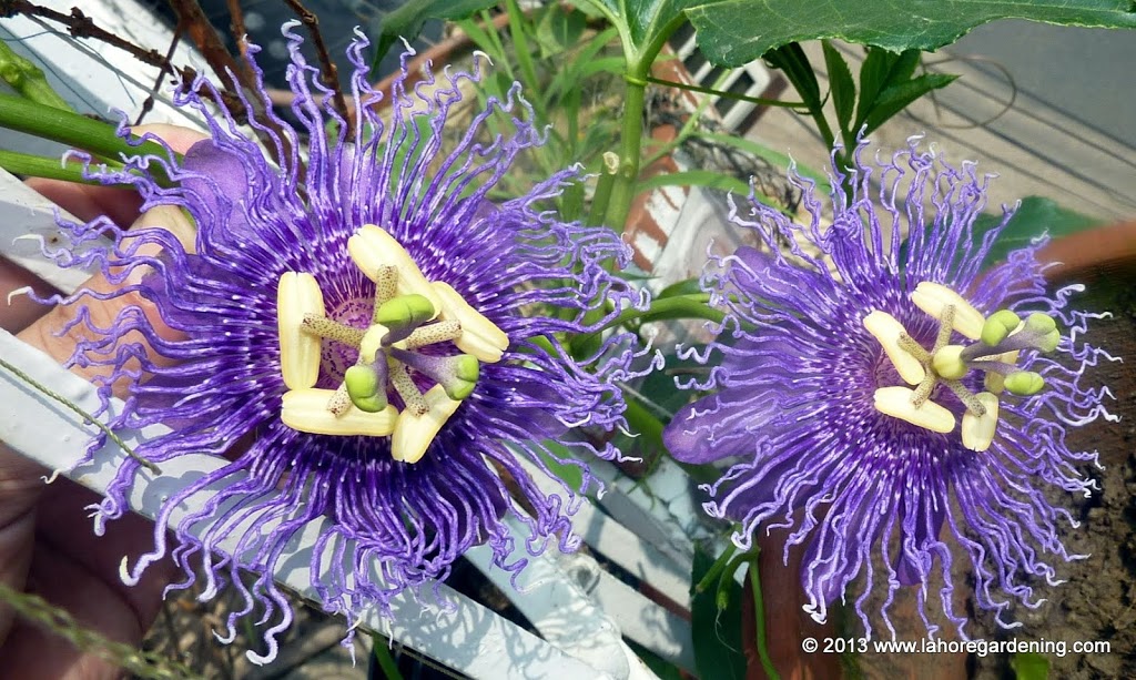 Passion flower incense